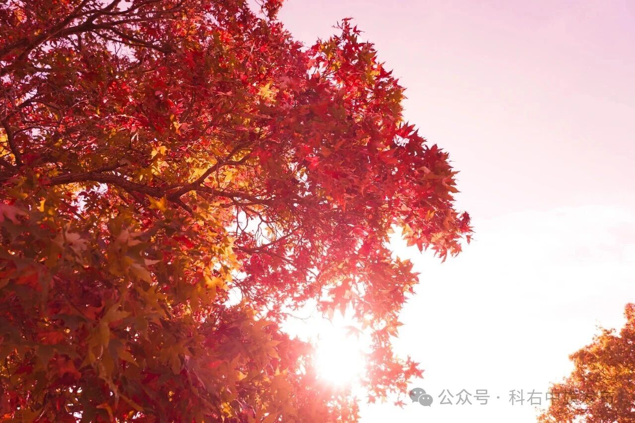 醉美五角枫 恰是换装时