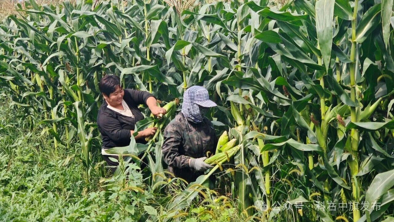 一根鲜食玉米 撬动草原致富路